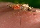 Los casos de malaria en Texas y Florida son los primeros en 20 años en Estados Unidos
